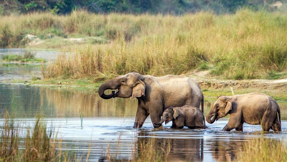 Jungle Safari in Nepal
